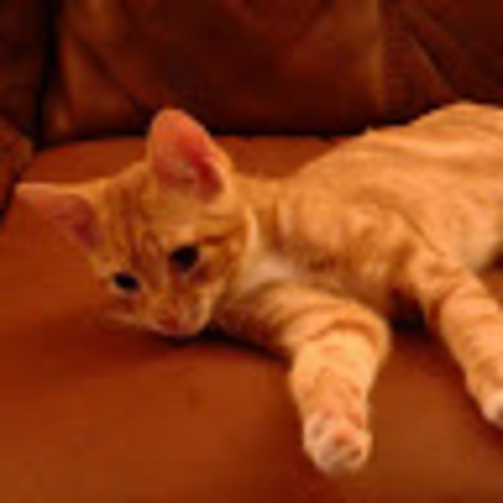 Meet your Posher, Nehala